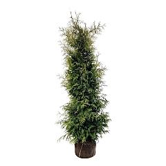Thuja occ. 'Brabant'