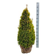 Thuja occ. 'Golden Smaragd'