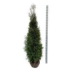 Thuja occ. 'King of Brabant' (R)