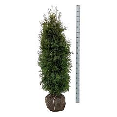 Thuja occ. 'Pyramidalis Compacta'