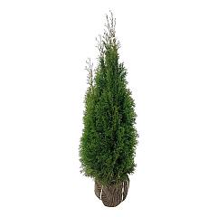 Thuja occ. 'Smaragd'