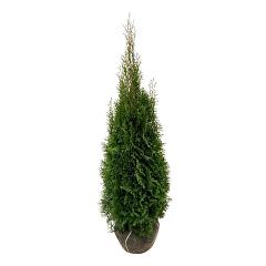 Thuja occ. 'Smaragd'