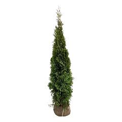 Thuja occ. 'Smaragd'