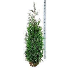 Thuja pl. 'Martin'
