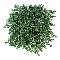 Tsuga can. 'Green Globe'