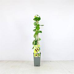 Aristolochia macrophylla