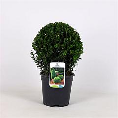 Buxus sempervirens