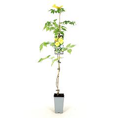 Campsis rad. 'Flava'