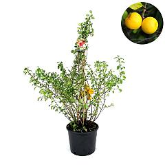 Chaenomeles japonica