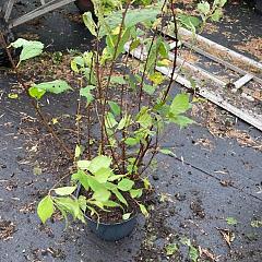 Chionanthus virginicus