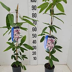 Clematis arm. 'Apple Blossom'