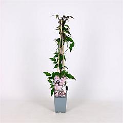 Clematis montana rubens