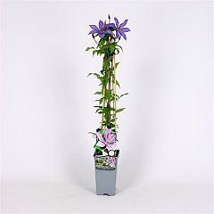 Clematis 'Bagatelle'