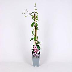 Clematis 'Capitaine Thuilleaux'