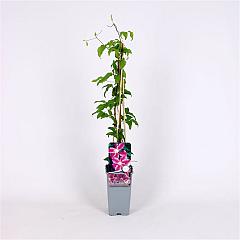 Clematis 'Dr Ruppel'