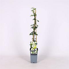 Clematis 'Early Sensation'