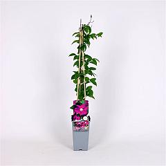 Clematis 'Ernest Markham'