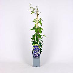 Clematis 'Jackmanii'