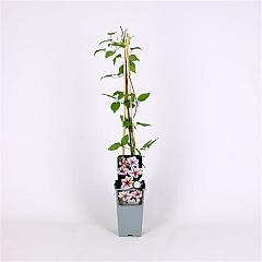 Clematis 'Jan Pawel II'