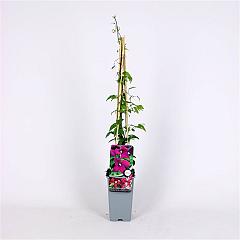 Clematis 'Madame Julia Correvon'