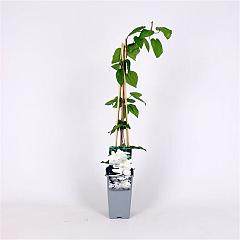 Clematis 'Madam Le Coultre'