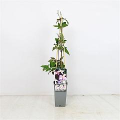 Clematis 'Pink Perfection'