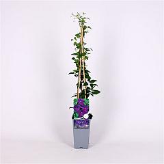 Clematis 'Polish Spirit'