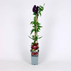 Clematis 'Rouge Cardinal'