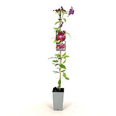 Clematis 'Rouge Cardinal'