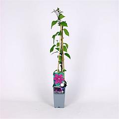 Clematis 'Star of India'