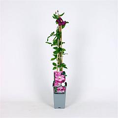 Clematis 'Ville de Lyon'