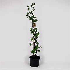 Corylus a. 'Contorta'