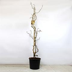 Corylus a. 'Contorta'