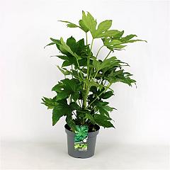 Fatsia japonica