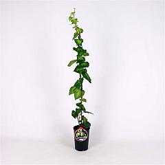 Hedera colchica 'Sulphur Heart'