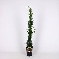 Hedera hel. 'Shamrock'