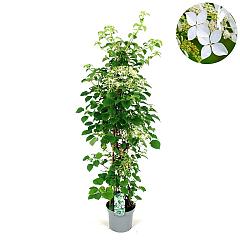 Hydrangea anomala petiolaris