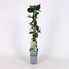 Lonicera heckr. 'Goldflame'