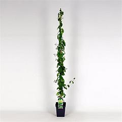 Lonicera jap. 'Hall's Prolific'