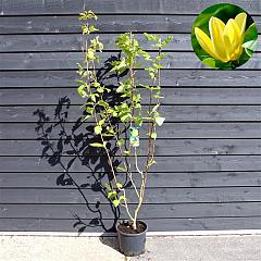 Magnolia brookl. 'Yellow Bird'