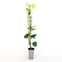 Parthenocissus tr. 'Green Spring'