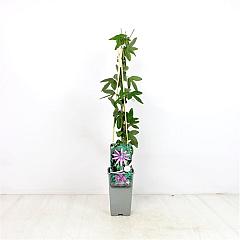 Passiflora 'Amethyst'