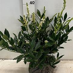 Prunus l. 'Otto Luyken'