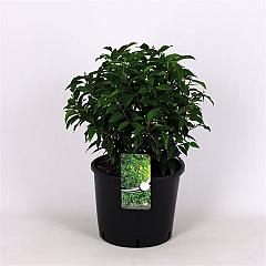 Prunus lusitanica 'Angustifolia'