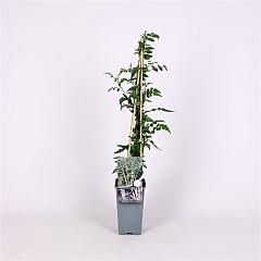 Rubus thibetanus 'Silver Fern'