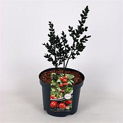 Ruscus aculeatus
