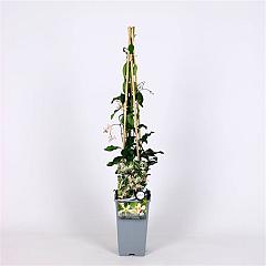 Trachelospermum j. ‘Pink Showers’®