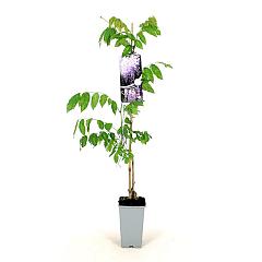 Wisteria sinensis 'Prolific'