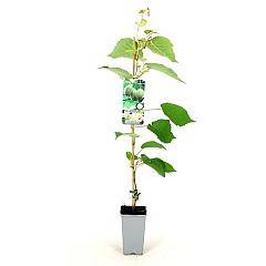 Actinidia deliciosa 'Hayward'