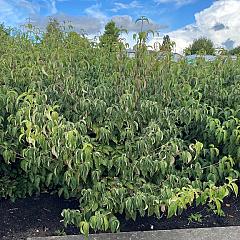 Cornus kousa chinensis